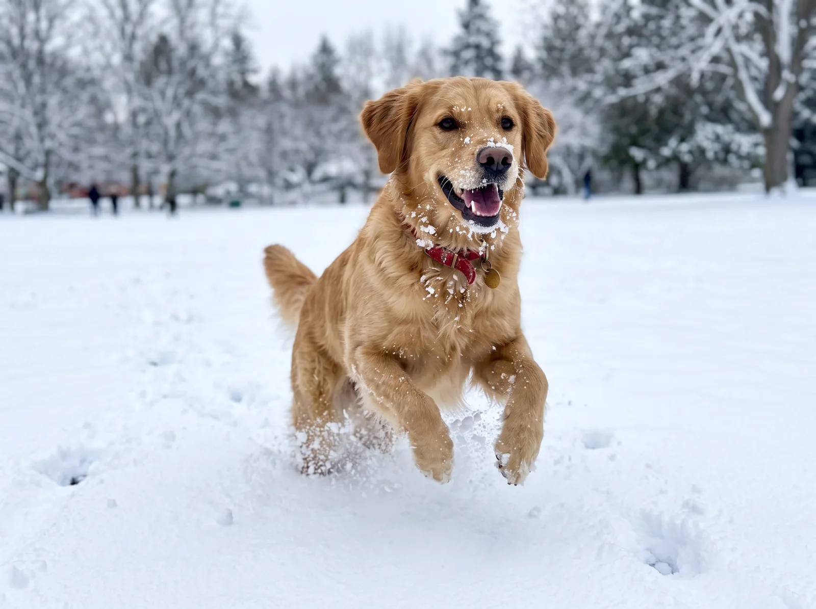 Snow days were the best days